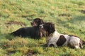 Pretty working type spaniel gundogs lying on grass together Royalty Free Stock Photo