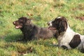Pretty working type spaniel gundogs lying on grass together Royalty Free Stock Photo