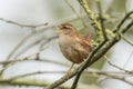 A pretty Wren Troglodytes troglodytes perched on a branch in a tree singing. Royalty Free Stock Photo