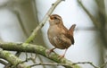 A pretty Wren Troglodytes troglodytes perched on a branch in a tree singing. Royalty Free Stock Photo