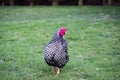 Pretty Wyandotte best of show hen chickens. Royalty Free Stock Photo