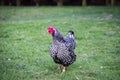 Pretty Wyandotte best of show hen chickens. Royalty Free Stock Photo