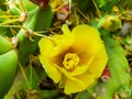 Pretty yellow cactus flower in which the details of the flower and plant are appreciated Royalty Free Stock Photo