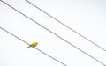 Pretty yellow canary standing on naked light wires