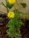 Pretty yellow colored merigold flower and plant Royalty Free Stock Photo