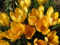 Pretty Yellow Crocus Flowers in Early March Before Spring Royalty Free Stock Photo