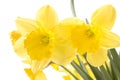 Pretty yellow daffodils on white background isolat Royalty Free Stock Photo