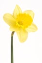 Pretty yellow daffodils on white background isolat Royalty Free Stock Photo