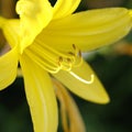 The blossom of a yellow daylily in the garden in springtime Royalty Free Stock Photo