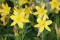 Pretty yellow daylilies in the garden in springtime Royalty Free Stock Photo