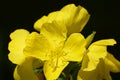 Pretty Yellow Evening Primrose Flowers in Bloom Royalty Free Stock Photo