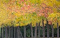 Pretty Yellow Fall Trees in a Row Royalty Free Stock Photo