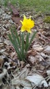 Pretty yellow flower from flower bed Royalty Free Stock Photo