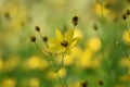 Coreopsis verticillata Royalty Free Stock Photo