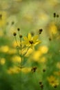 Coreopsis verticillata Royalty Free Stock Photo