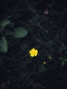 Pretty yellow flower in the dark