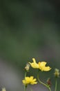 A Pretty Yellow Flower In Garden Royalty Free Stock Photo