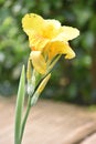A Pretty Yellow Flower In Garden Royalty Free Stock Photo