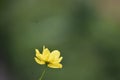 A Pretty Yellow Flower And Nature Royalty Free Stock Photo