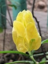 PRETTY YELLOW FLOWER PETALS NATURE Royalty Free Stock Photo