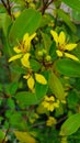 Pretty Yellow Flower in Philippine Garden Royalty Free Stock Photo