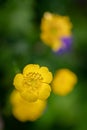 pretty yellow flower Royalty Free Stock Photo