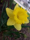 Pretty yellow flower Royalty Free Stock Photo