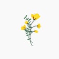 pretty yellow flower, vector illustration, clip art