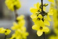 Pretty yellow flower of winter jasmine in the garden Royalty Free Stock Photo