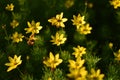 Coreopsis verticillata Royalty Free Stock Photo