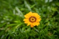 Pretty yellow gazania flower in the green field Royalty Free Stock Photo