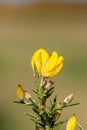 A close up of gorse flowers opening in springtime, with a shallow depth of field Royalty Free Stock Photo