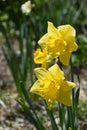 Pretty Yellow Jonquils Flowering in the Spring Royalty Free Stock Photo