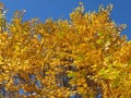 Pretty Yellow Leaves and Blue Sky in November