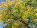 Pretty Yellow Leaves in October