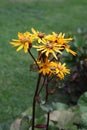 A pretty yellow Leopard plant