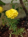 Pretty yellow merigold flower plant Royalty Free Stock Photo