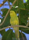 Pretty Yellow Parakeet on a Tree Branch in Aruba