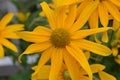 Pretty Yellow Rudbeckia Plant Flowering in the Summer