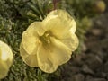 Pretty yellow saxifrage flower Saxifraga Vecerni hvezda Royalty Free Stock Photo