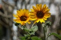 Pretty yellow small sunflowers blooming in the sunshine Royalty Free Stock Photo