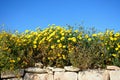 Yellow flowers on a drystone wall, Malta. Royalty Free Stock Photo