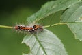 A Yellow-tail Moth Caterpillar, Euproctis similis, feeding on the leaves of a Dog Rose, Rosa canina, growing in the country Royalty Free Stock Photo