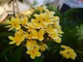 Pretty Ylang ylang flowers
