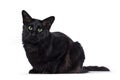 Black Balinese cat on white