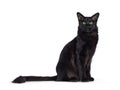 Black Balinese cat on white