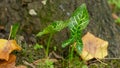 Pretty young arum leaves, nicely drawn in autumn