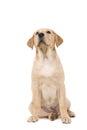 Pretty young blond labrodor retriever sitting and looking up iso Royalty Free Stock Photo