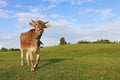 A pretty young brown dairy cow with horns and bell on a pasture in Bavaria Royalty Free Stock Photo