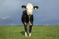Pretty young cow, looking grumpy, Montbeliarde black in a pasture under a blue cloudy sky and a distant horizon behind